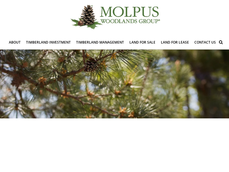 Molpus Woodlands Group | Timberland Investment and Management